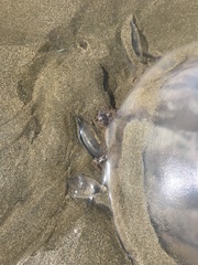 Rhizostoma octopus