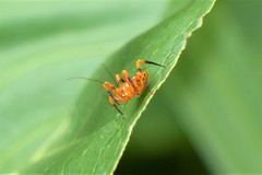 Sphedanolestes xiongi