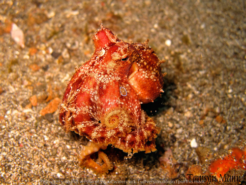 Photo of Mototi octopus (Octopus mototi)