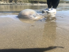 Rhizostoma octopus