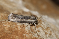 Epimecia ustula