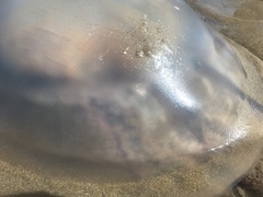 Rhizostoma octopus