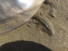 Rhizostoma octopus