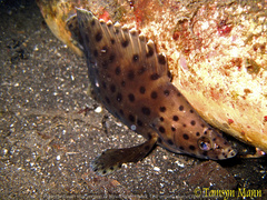 Chromileptes altivelis