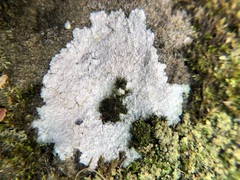 Phlyctis petraea