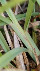 Chloris texensis