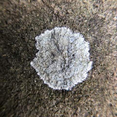Phlyctis petraea
