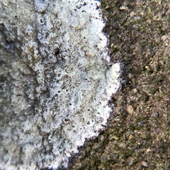 Phlyctis petraea