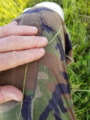 Trisetum interruptum