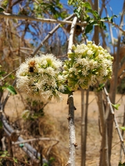 Koanophyllon albicaule