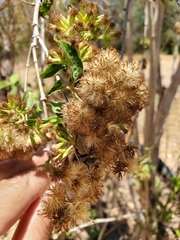 Koanophyllon albicaule