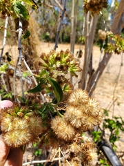 Koanophyllon albicaule