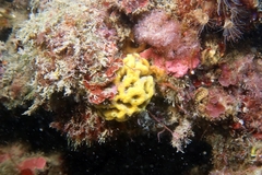 Axinella damicornis