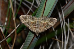 Xanthorhoe vacuaria