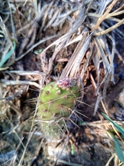 Opuntia