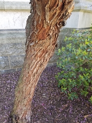 Cercis siliquastrum