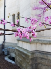Cercis siliquastrum