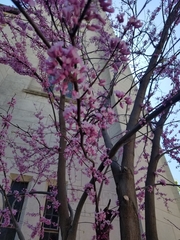 Cercis siliquastrum