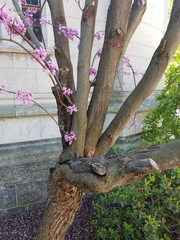 Cercis siliquastrum