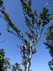Metopium brownei