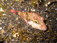 Canthigaster bennetti