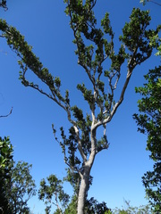 Metopium brownei