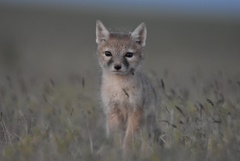 Vulpes corsac