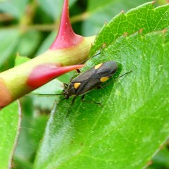 Capsodes flavomarginatus
