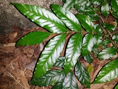 Dimocarpus longan