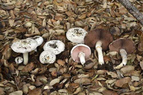 California Agaricus