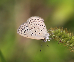 Pseudozizeeria maha maha