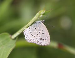 Pseudozizeeria maha maha