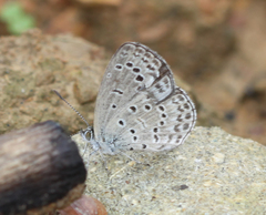 Pseudozizeeria maha maha