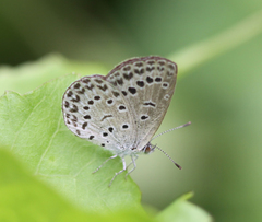 Pseudozizeeria maha maha