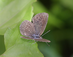 Pseudozizeeria maha maha