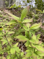Berberis vulgaris