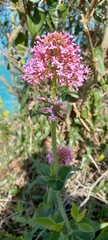 Centranthus ruber