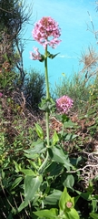 Centranthus ruber