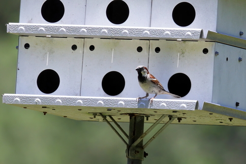 House Sparrow photographed in Mississippi