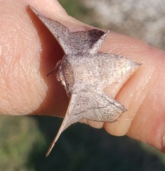 Cicinnus melsheimeri