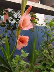 Gladiolus × hortulanus