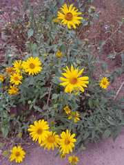 Aldama helianthoides