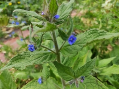 Pentaglottis sempervirens
