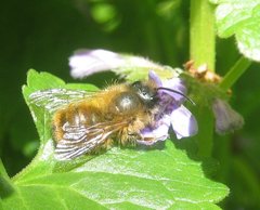 Osmia bicornis