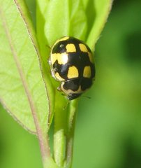 Propylea quatuordecimpunctata