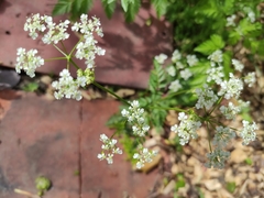 Anthriscus sylvestris