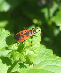 Pyrrhocoris apterus