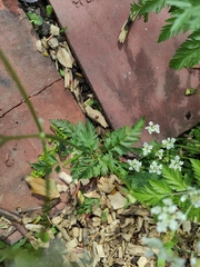 Anthriscus sylvestris