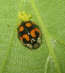 Adalia decempunctata