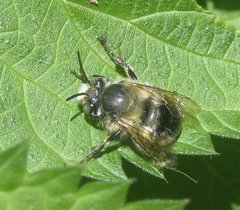 Anthophora plumipes